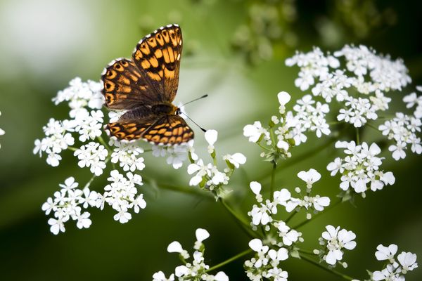 Orléans métropole veut lancer son appli sur la biodiversité - Photo d'illustration