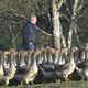 Albin Meynard et sa famille élèvent des oies dans le Périgord depuis trois générations.