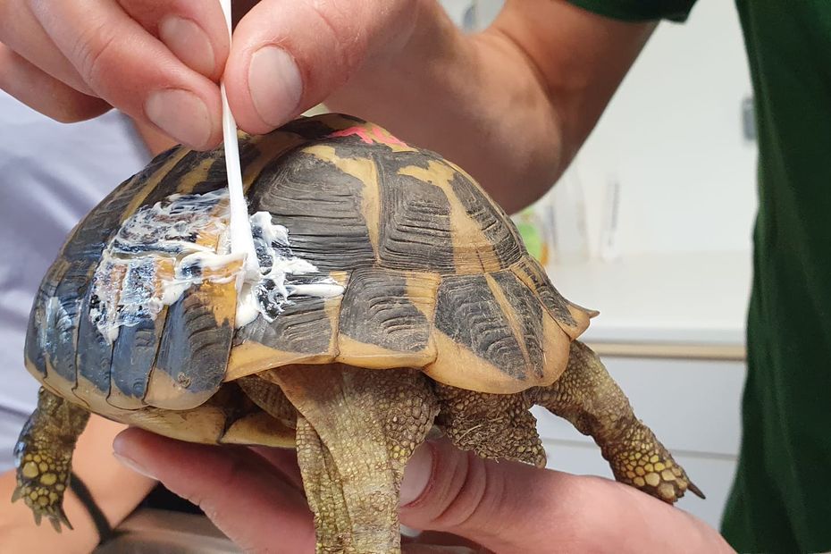 Tortue d'Hermann - Parc animalier de la Barben