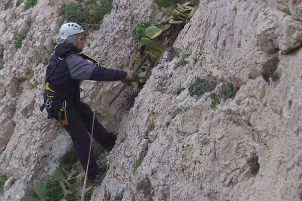 Dans les Calanques et sur l’île de Jarre, le figuier de Barbarie et l'agave d’Amérique ont un caractère envahissant.