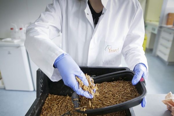 L'entomophagie est le terme qui désigne la consommation d'insectes par l'être humain. 