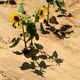 Tournesols à Saint Prim, en Isère, le 7 août 2024 (image d'illustration).