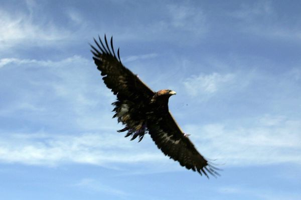 L’aigle, abattu mystérieusement, avait été équipé d’une balise GPS en juin dernier par une équipe de la LPO pour suivre le domaine qu'il couvrait.