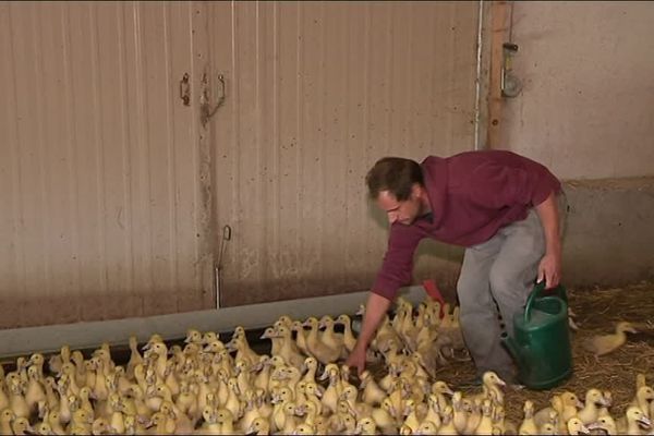 Kevin, 34 ans, ex-serrurier, devenu éleveur de canards