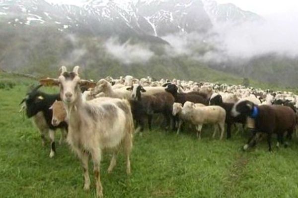 A Gèdres, près de Gavarnie fin mai 2013, les températures sont négatives