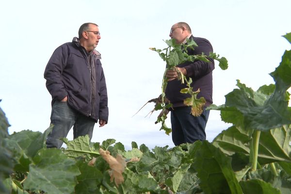 « C’est du jamais vu » : coup de chaud sur l’agriculture du Puy-de-Dôme cet hiver