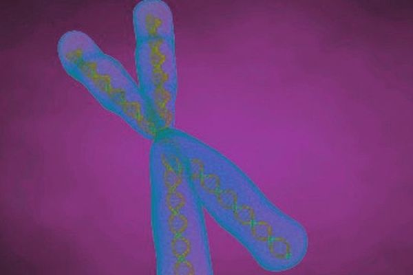 Un chromosome, support de l'information génétique