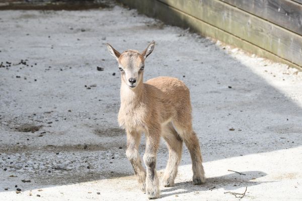 Helsinki, petit mâle markhor (bouquetin d’Afghanistan), est né le 11 juillet 2021.