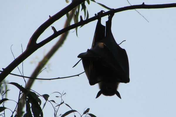 Pointée du doigt la chauve-souris asiatique est-elle à l'origine de l'épidémie ? Et surtout pourquoi ?