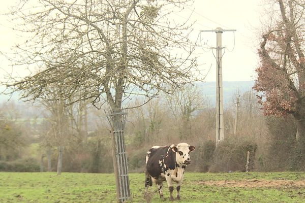 Des vaches sous la menace de lignes électriques à Livarot-Pays-d('Auge (14).