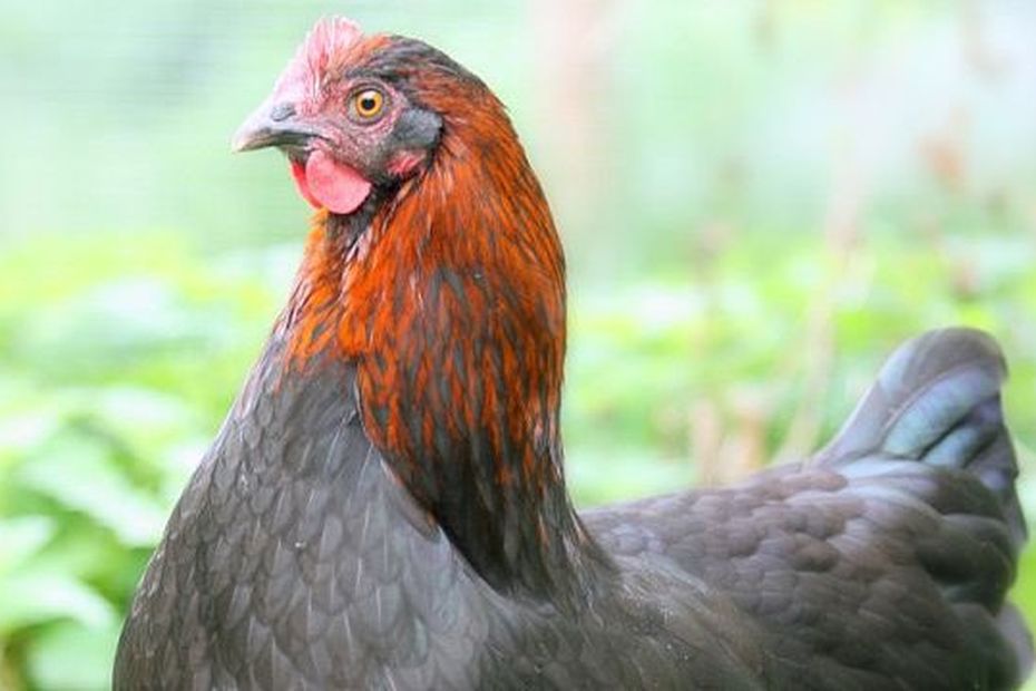 Raising Marans Chickens in Orne: A Guide to the Ancient Breed and Red Eggs