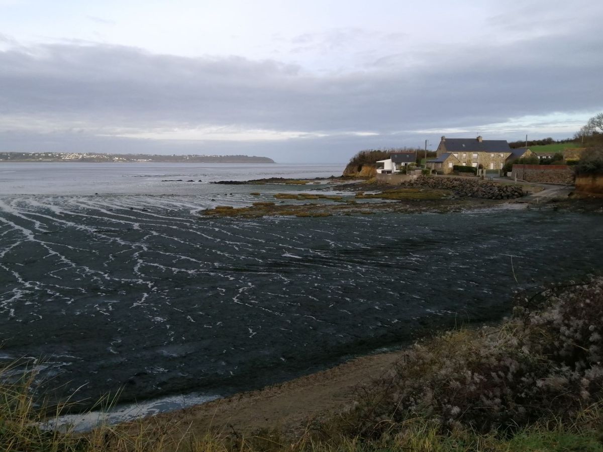 ALGUES VERTES. La plage d'Hillion fermée à cause d'émanations d'hydrogène  sulfuré