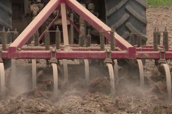 Il faut creuser profond dans les champs pour trouver de la terre humide . La région Auvergne-Rhône-Alpes connaît un épisode de sécheresse de printemps assez exceptionnel. Avril 2020