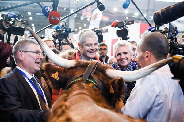 Laurent Wauquiez au salon de l'Agriculture