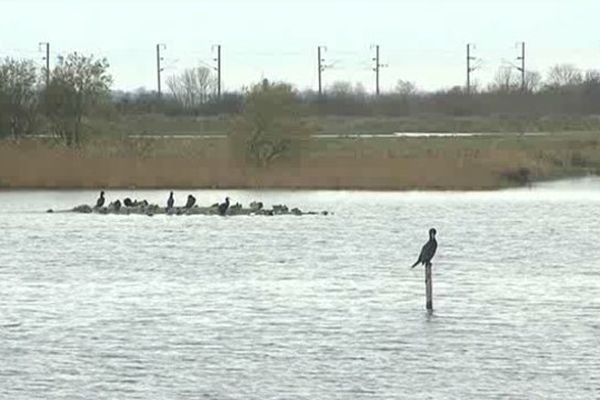 Jusqu'à 2000 oiseaux migrateurs ont été recensés ce week-end dans les marais de Carentan