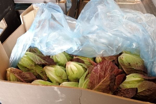 Les sacs d'herbe étaient cachés parmi les caisses de salades saisies par les douaniers.