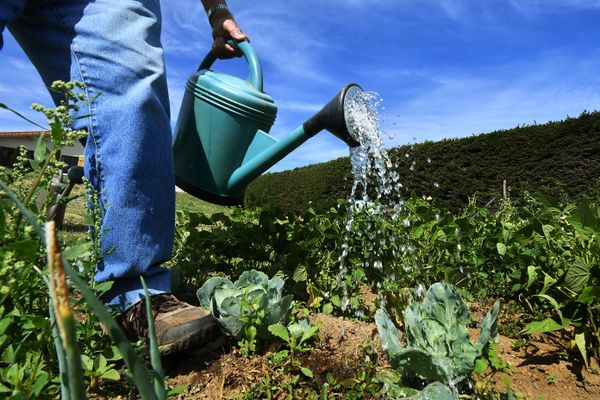 Un particulier arrose son potager - Photo d'illustration