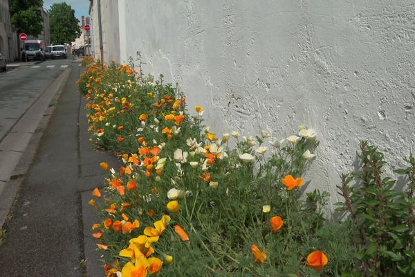 La Rochelle revégétalise ses trottoirs depuis deux ans