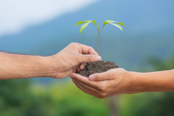 Une plante dans les mains.