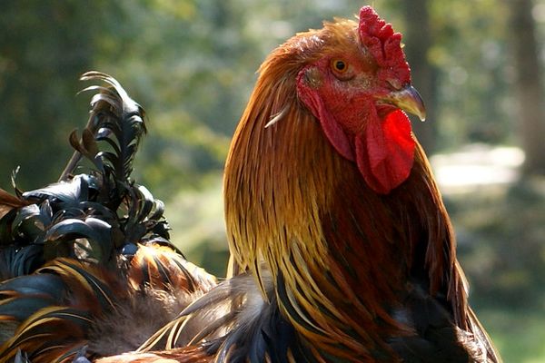 Coq 3 ou le coq "Gaston". - Mardi 6 février, nous fêtons les petits et grands, les jeunes et moins jeunes Gaston, qu'ils soient de cour ou de basse-cour.