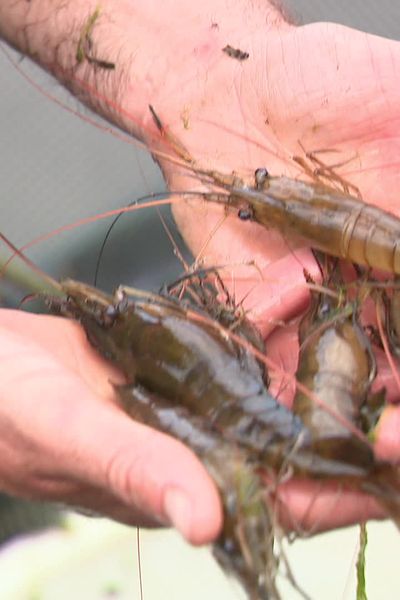 Depuis juin, 11 000 crevettes ont grossi chez 3 pisciculteurs de l’Ain, dans le cadre de cette première expérimentation.