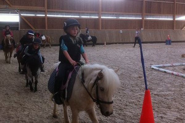 Les poneys shetland dans le manège