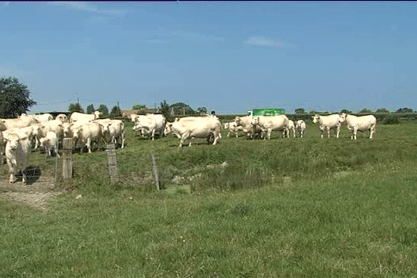 Sept veaux avaient été dépecés dans les prairies du Pays d'Auge l'été dernier