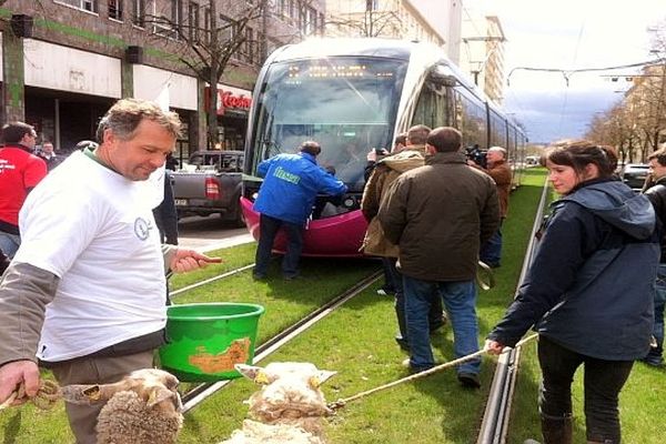 Les éleveurs ont pris le tram avec leurs bêtes.