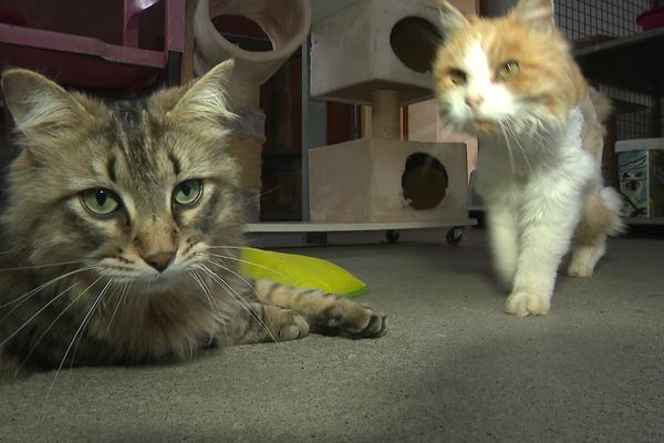 Des chats au refuge de l’Association pour la protection des animaux de Grenoble et de l’Isère (APAGI).