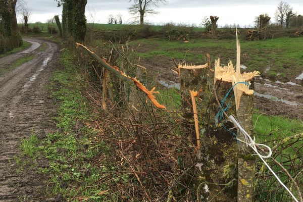 Les arbres coupés près de Bressuire.