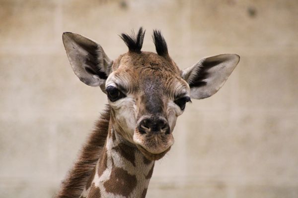 Le girafon est né ce mercredi 22 mars, à 4h09.