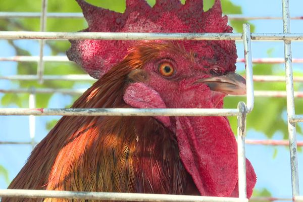 Le Festival du chant du coq a réuni une trentaine de bêtes à Fontanès, dans le Gard.