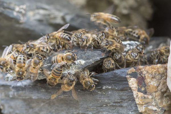 Samedi 2 juin, une nonagénaire avait été attaquée par un essaim d’abeilles à Saint-Martial, dans le Cantal