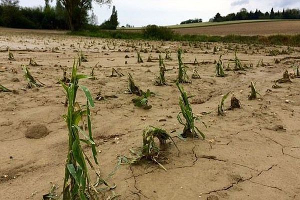 Saint-Papoul (Aude) - les dégâts sur les plantations et les cultures après le grêle du week-end - 1er juin 2016.