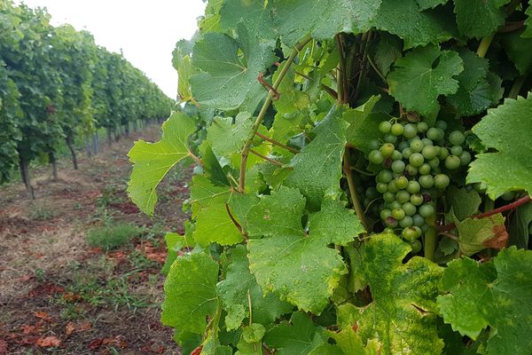 Les locaux testés, sur les communes de Cussac, Listrac et Macau, étaient situés entre 5 mètres, pour la plus proche, et 500 mètres de vignes. Photo d'illustration 