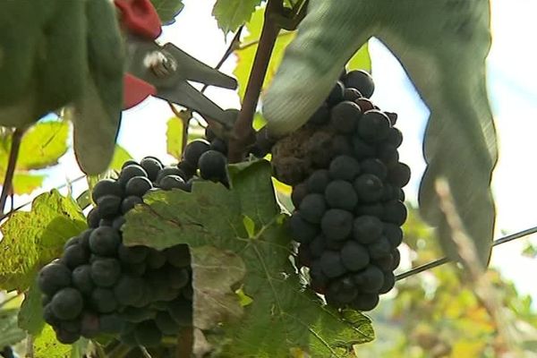 Le botrytis sévit en Champagne. Les vendangeurs doivent se montrer encore plus attentif pour éviter cette "pourriture grise".