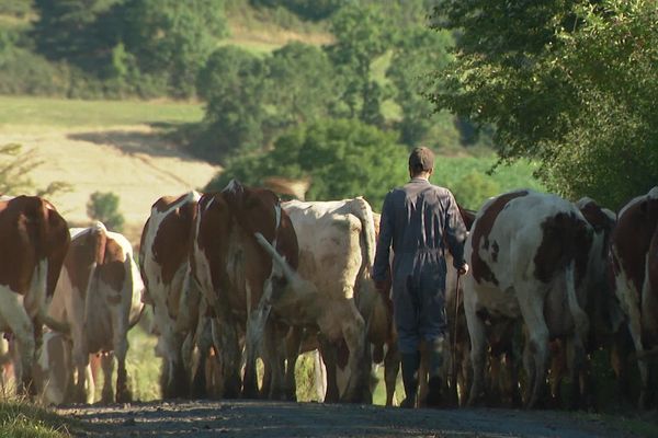 Les agriculteurs ont un service de remplacement en cas de maladie ou de vacances, en Haute-Loire.