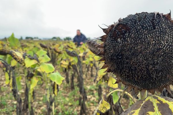 Semés tardivement, les tournesols ne sont pas mûrs, et craignent les coups de vent