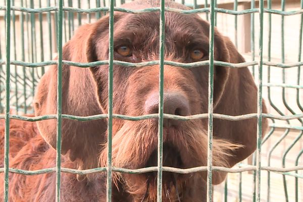 Les actes de cruauté envers les animaux a augmenté en France de 33% entre 2016 et 2022.