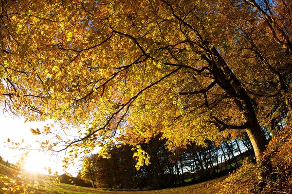 L'automne pourrait être plus chaud qu'habituellement d'après les modèles de prévisions de Météo France, qui ne permettent toutefois pas de prédire s'il sera particulièrement pluvieux ou non.