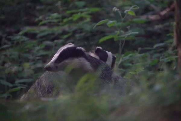 Des associations ont choisi de s'opposer systématiquement aux arrêtés des préfectures autorisant le déterrage des blaireaux en dehors des périodes de chasses habituelles.