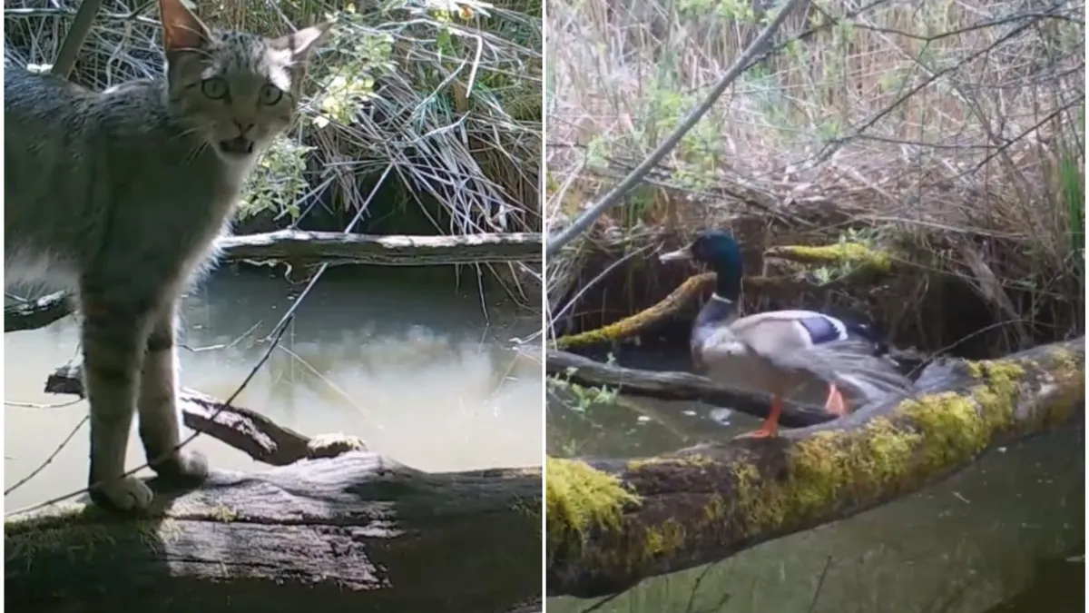 Video Lac Du Der Regardez Une Ribambelle D Animaux Traverser Une Riviere Filmes A Distance Par Jean Chevallier