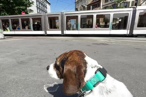 A condition d'être tenu en laisse et de porter une muselière, les chiens de plus de 6 kilos peuvent désormais voyager à bord des trams de la CTS.