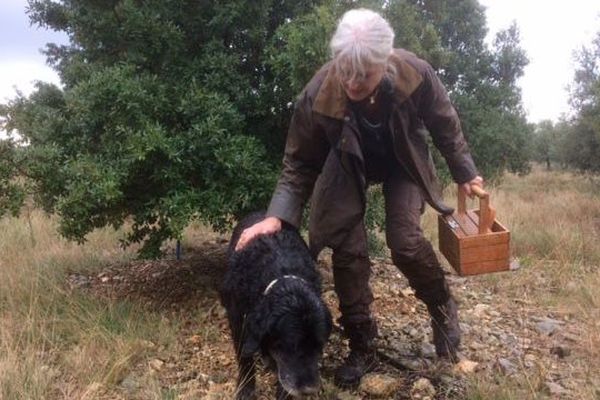 Récolte de truffes dans l'Aude