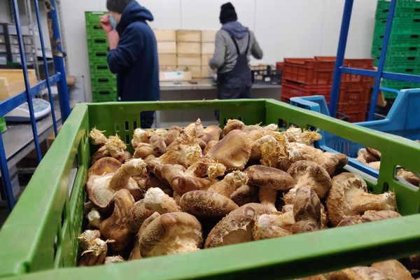 The conditioning of the mushrooms, carried out in parallel with the harvest.