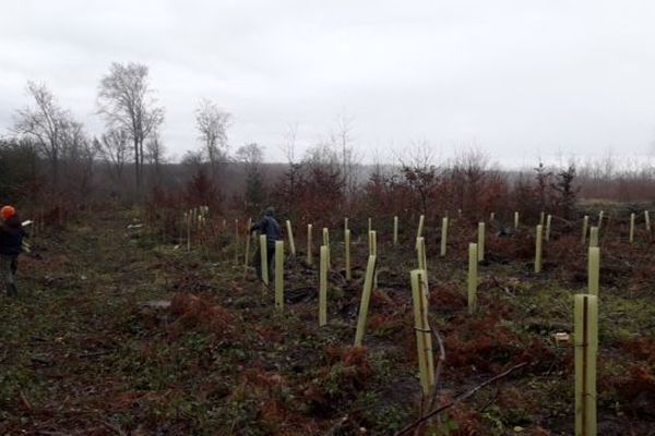 En forêt de Retz dans l'Aisne, l'ONF a organisé une plantation d'arbres avec des jeunes du lycée d'Airion pour es sensibiliser à ses métiers.