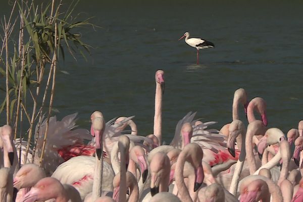 Après avoir été soignées, les cigognes ont retrouvé la vie sauvage 