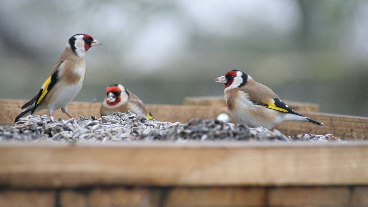 Narbonne : une météo des oiseaux pour les sports nature