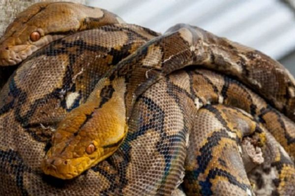 De nouveaux pensionnaires pour la Ferme aux Crocodiles de Pierrelatte (Drôme)