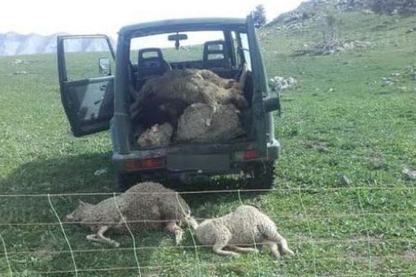 35 brebis ont été retrouvées mortes dans le Dévoluy, probablement victimes d'une attaque de loup